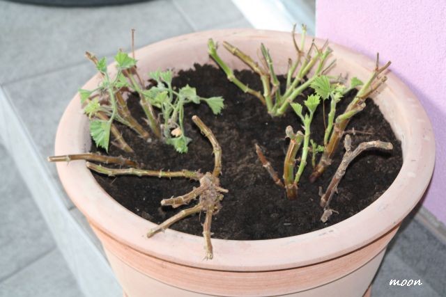 engleska pelargonija